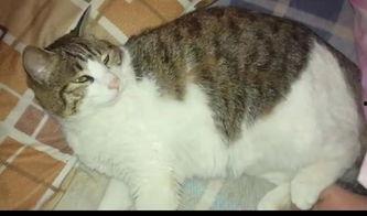 猫咪绝育吃瓜,揭秘宠物术后康复趣事