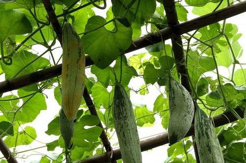 老鼠瓜新鲜吃,夏日消暑佳品，尽享田园风味