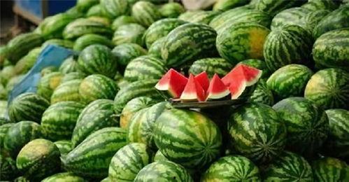 蹲在瓜地吃西瓜,夏日清凉时光