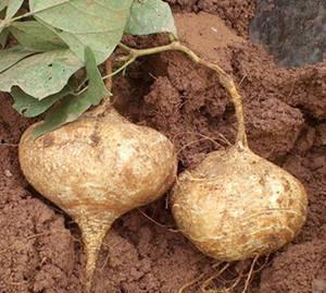 吃生土瓜会长蛔虫,警惕蛔虫感染威胁