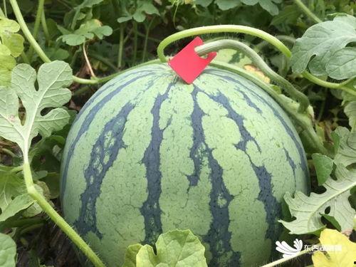 统统吃瓜,揭秘娱乐圈幕后故事