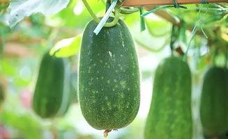 孩子吃生瓜,探索生瓜的奇妙滋味