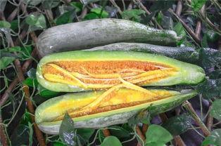 美心吃瓜,揭秘娱乐圈背后的那些事儿