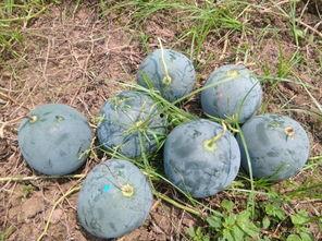 时集镇吃瓜,瓜果飘香，品味夏日田园风情